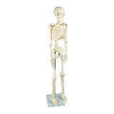 darrahopens Baby & Kids > Toys Anatomical 85cm Tall Human Skeleton with Flexible Spine Model - Medical Anatomy