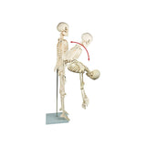 darrahopens Baby & Kids > Toys Anatomical 85cm Tall Human Skeleton with Flexible Spine Model - Medical Anatomy