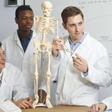 darrahopens Baby & Kids > Toys Anatomical 85cm Tall Human Skeleton with Flexible Spine Model - Medical Anatomy
