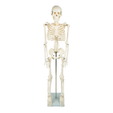 darrahopens Baby & Kids > Toys Anatomical 85cm Tall Human Skeleton with Flexible Spine Model - Medical Anatomy