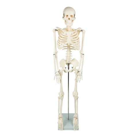 darrahopens Baby & Kids > Toys Anatomical 85cm Tall Human Skeleton with Flexible Spine Model - Medical Anatomy
