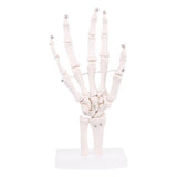 Darrahopens Baby & Kids > Toys Hand Joint Anatomical Skeleton Model Human Anatomy Study Tool