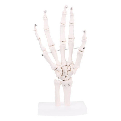 Darrahopens Baby & Kids > Toys Hand Joint Anatomical Skeleton Model Human Anatomy Study Tool
