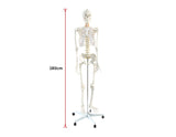 darrahopens Baby & Kids > Toys Human Skeleton Anatomical Model 180cm