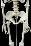 darrahopens Baby & Kids > Toys Human Skeleton Anatomical Model 180cm