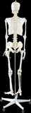darrahopens Baby & Kids > Toys Human Skeleton Anatomical Model 180cm