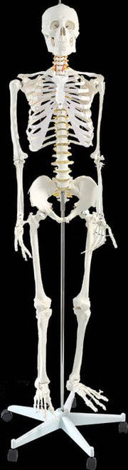 darrahopens Baby & Kids > Toys Human Skeleton Anatomical Model 180cm