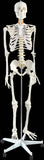 darrahopens Baby & Kids > Toys Human Skeleton Anatomical Model 180cm