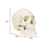 darrahopens Baby & Kids > Toys Life Size Anatomical Deluxe Human Skull Model Medical Skeleton Anatomy Replica