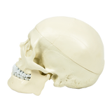 darrahopens Baby & Kids > Toys Life Size Anatomical Deluxe Human Skull Model Medical Skeleton Anatomy Replica