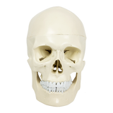 darrahopens Baby & Kids > Toys Life Size Anatomical Deluxe Human Skull Model Medical Skeleton Anatomy Replica