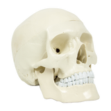 darrahopens Baby & Kids > Toys Life Size Anatomical Deluxe Human Skull Model Medical Skeleton Anatomy Replica