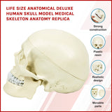 darrahopens Baby & Kids > Toys Life Size Anatomical Deluxe Human Skull Model Medical Skeleton Anatomy Replica
