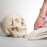 darrahopens Baby & Kids > Toys Life Size Anatomical Deluxe Human Skull Model Medical Skeleton Anatomy Replica