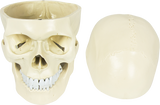 darrahopens Baby & Kids > Toys Life Size Anatomical Deluxe Human Skull Model Medical Skeleton Anatomy Replica