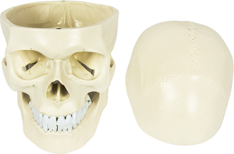 darrahopens Baby & Kids > Toys Life Size Anatomical Deluxe Human Skull Model Medical Skeleton Anatomy Replica