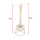darrahopens Baby & Kids > Toys Life Size Flexible Vertebral Spine Pelvis & Femur Skeleton Model Anatomy Model