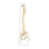 darrahopens Baby & Kids > Toys Life Size Flexible Vertebral Spine Pelvis & Femur Skeleton Model Anatomy Model