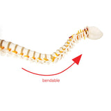 darrahopens Baby & Kids > Toys Life Size Flexible Vertebral Spine Pelvis & Femur Skeleton Model Anatomy Model
