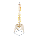 darrahopens Baby & Kids > Toys Life Size Flexible Vertebral Spine Pelvis & Femur Skeleton Model Anatomy Model