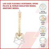 darrahopens Baby & Kids > Toys Life Size Flexible Vertebral Spine Pelvis & Femur Skeleton Model Anatomy Model