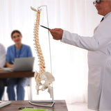 darrahopens Baby & Kids > Toys Life Size Flexible Vertebral Spine Pelvis & Femur Skeleton Model Anatomy Model