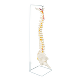 darrahopens Baby & Kids > Toys Life Size Flexible Vertebral Spine Pelvis & Femur Skeleton Model Anatomy Model