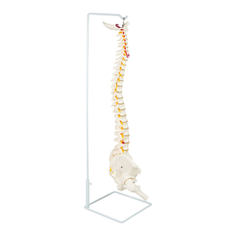 darrahopens Baby & Kids > Toys Life Size Flexible Vertebral Spine Pelvis & Femur Skeleton Model Anatomy Model