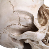 Darrahopens Commercial > Mannequins 1:1 Replica Realistic Human Adult Skull Head Bone Model