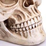 Darrahopens Commercial > Mannequins 1:1 Replica Realistic Human Adult Skull Head Bone Model