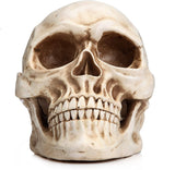 Darrahopens Commercial > Mannequins 1:1 Replica Realistic Human Adult Skull Head Bone Model