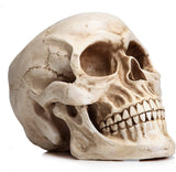 Darrahopens Commercial > Mannequins 1:1 Replica Realistic Human Adult Skull Head Bone Model