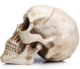 Darrahopens Commercial > Mannequins 1:1 Replica Realistic Human Adult Skull Head Bone Model