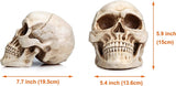 Darrahopens Commercial > Mannequins 1:1 Replica Realistic Human Adult Skull Head Bone Model