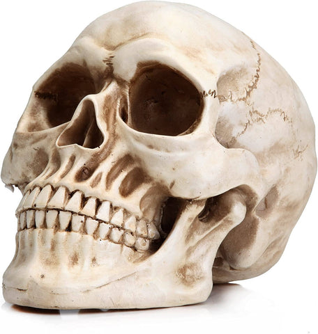 Darrahopens Commercial > Mannequins 1:1 Replica Realistic Human Adult Skull Head Bone Model