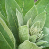 Darrahopens Health & Beauty 50g Organic Mullein Leaf Tea - Dried Herbal Verbascum Thapsis