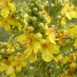 Darrahopens Health & Beauty 50g Organic Mullein Leaf Tea - Dried Herbal Verbascum Thapsis