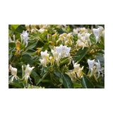 Darrahopens Health & Beauty > Bath & Body 10x 100g Plant Oil Soap Honeysuckle Scent Pure Vegetable Base Bar Australian