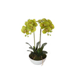 darrahopens Home & Garden > Artificial Plants 50cm Dual Butterfly Orchid - Cream