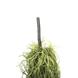darrahopens Home & Garden > Artificial Plants Artificial Air Plant Spanish Moss - Old Man Beard 60cm