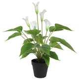 darrahopens Home & Garden > Artificial Plants Artificial Flowering White Peace Lily / Calla Lily Plant 50cm