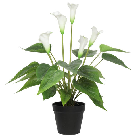 darrahopens Home & Garden > Artificial Plants Artificial Flowering White Peace Lily / Calla Lily Plant 50cm