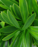 darrahopens Home & Garden > Artificial Plants Rohdea Stem UV