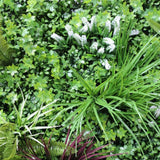 darrahopens Home & Garden > Artificial Plants Vista Green Vertical Garden Green Wall UV Resistant 100cm x 100cm