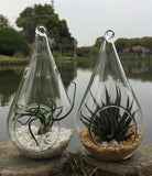Darrahopens Home & Garden > Decor 4 Pack of Hanging Clear Glass Tealight Candle Holder Tear Drop Pear Shape - 12cm High - Terrarium Plant Mini Garden Holder Decor