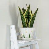 darrahopens Home & Garden > Home & Garden Others 5 Tier Wooden Ladder Shelf Stand Storage Book Shelves Shelving Display Rack
