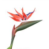Darrahopens Home & Garden > Home & Garden Others Artificial Bird Of Paradise Plant 150cm (Red Flowers)
