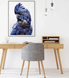 darrahopens Home & Garden > Wall Art 60cmx90cm Black Cockatoo A Black Frame Canvas Wall Art