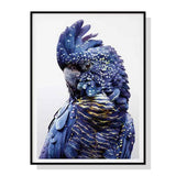 darrahopens Home & Garden > Wall Art 60cmx90cm Black Cockatoo A Black Frame Canvas Wall Art