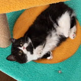 Darrahopens Pet Care > Cat Supplies PIDAN Cat Tree - Jump Jump